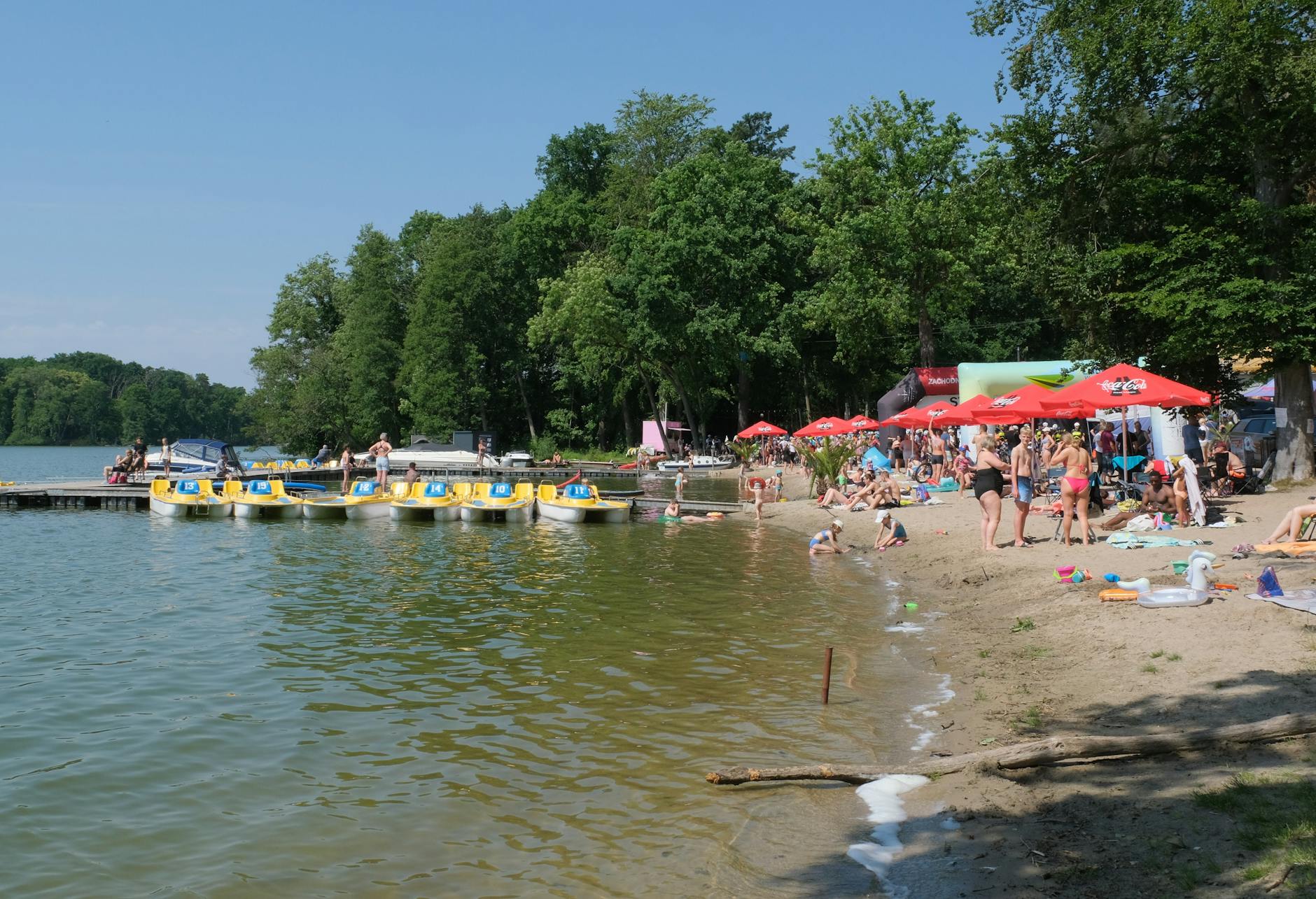 Majówka w Hajnówce - zielone drzewa Puszczy Białowieskiej i symbol miasta