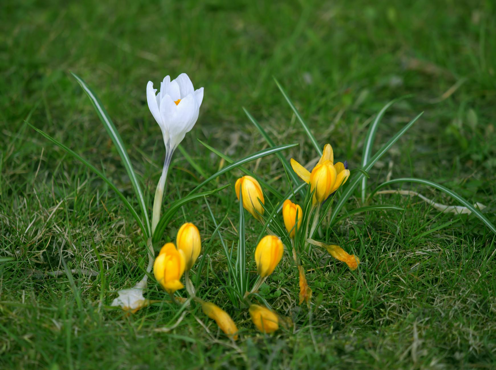 Widok na Puszczę Białowieską z Hajnówki, z dominującym Soborem Świętej Trójcy w tle.